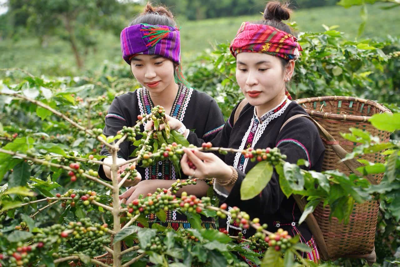 Volcanic soil and coffee plants in Khe Sanh highlands